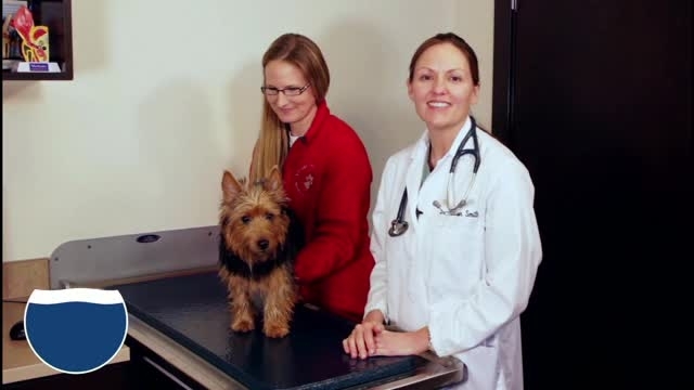 Increasing your pet’s water intake can help prevent urinary tract infections and kidney disease, and also help speed recovery time from sickness and surgery.