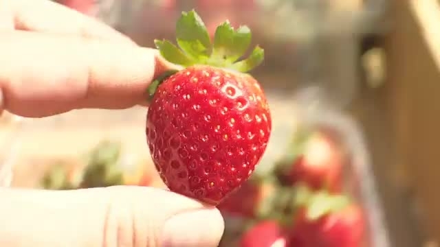 Life of A Strawberry: TV PSA Life of A Strawberry: TV PSA