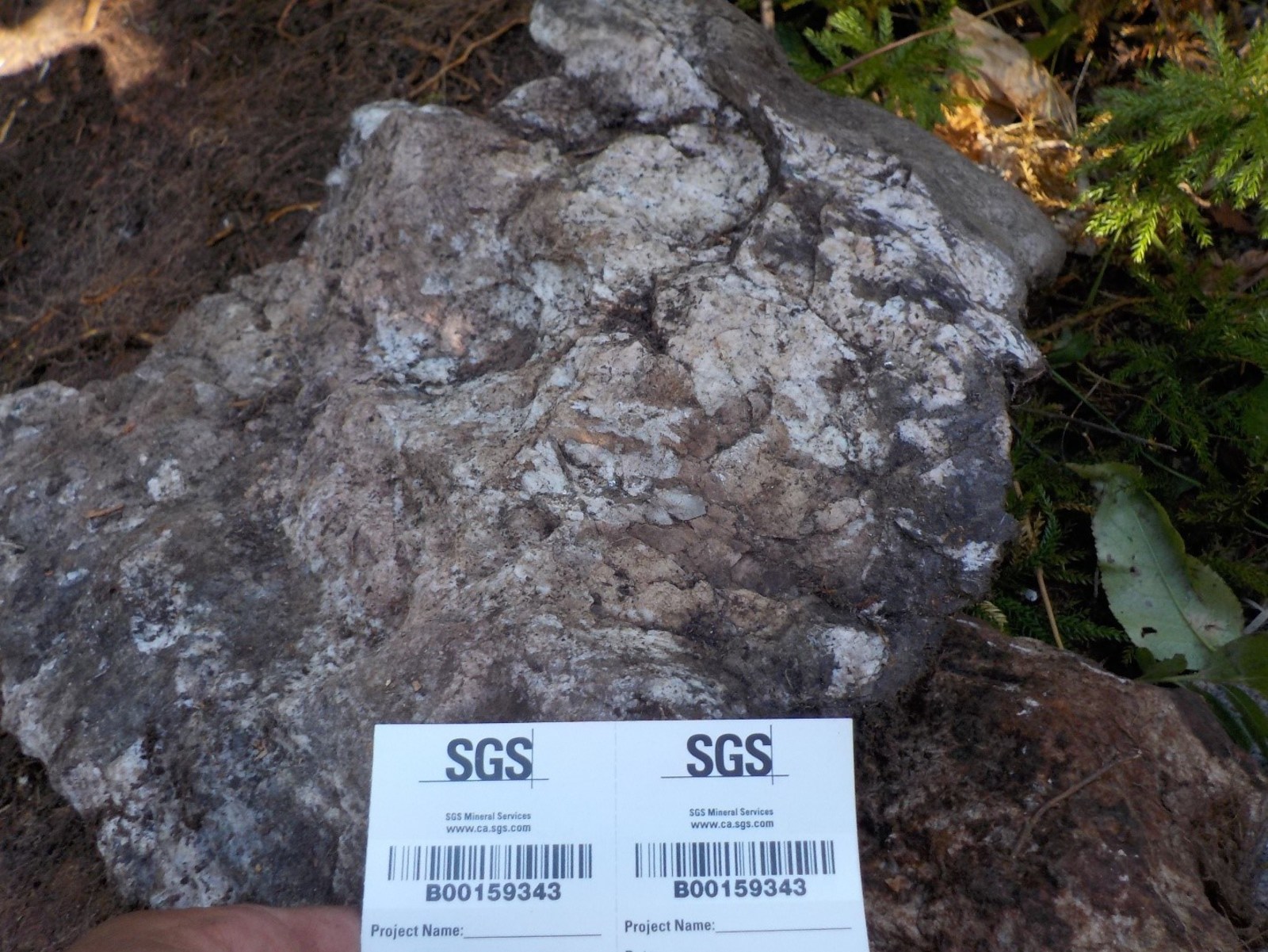 Figure 1 Sample 159343 with coarse-grained white petalite, 2.76 %Li2O, Jesse’s Pegmatite, Paterson Lake.
