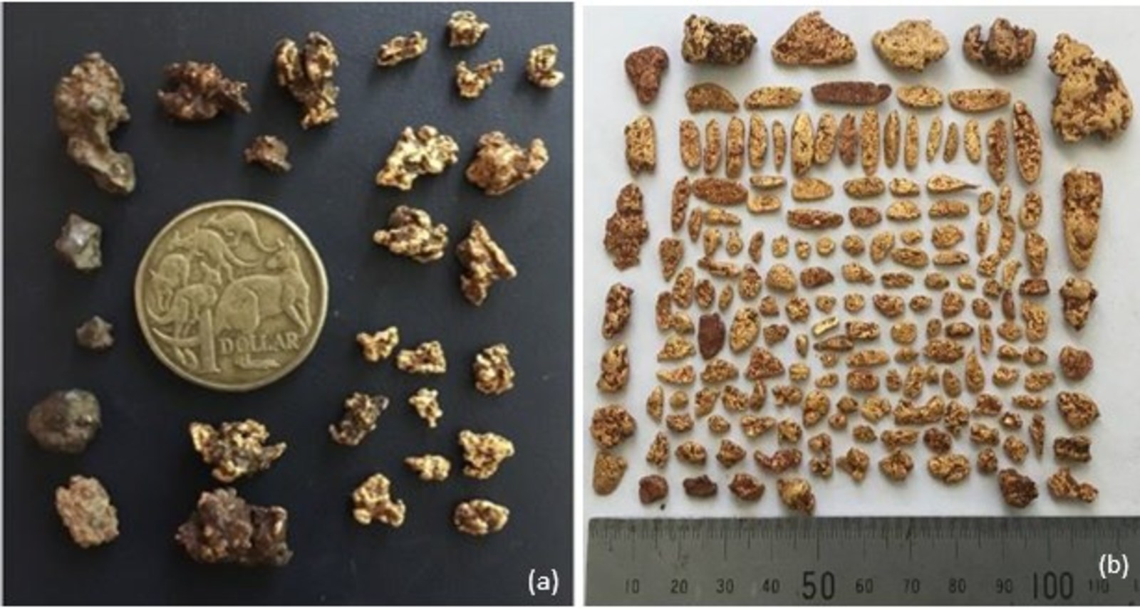 Figure 3: gold nuggets collected in the Hawk area considered to be ‘close to source’ based on the sharp or hackly texture of the nuggets, Nuggets from the Conglomerate/Hamburger area flattened and pitted texture. The photographs are of a selected sample and are not representative of mineralization that is hosted on the property.