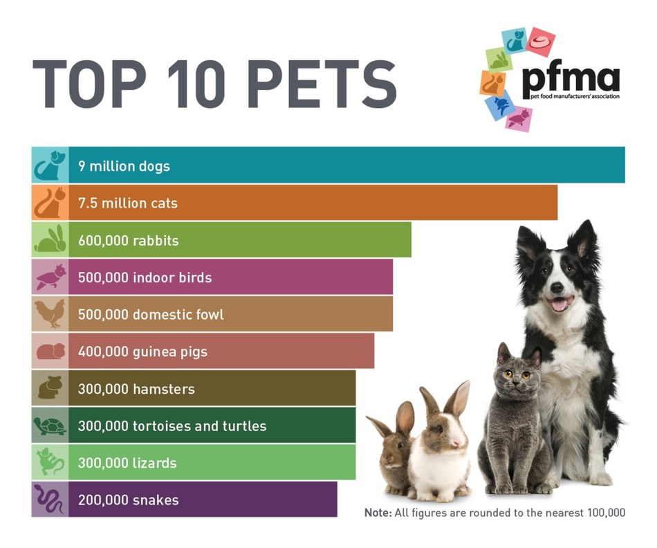 Top pets. Popular Pets. Most common Pets. Темы для Pet проекта. Породы кошек топ популяр.