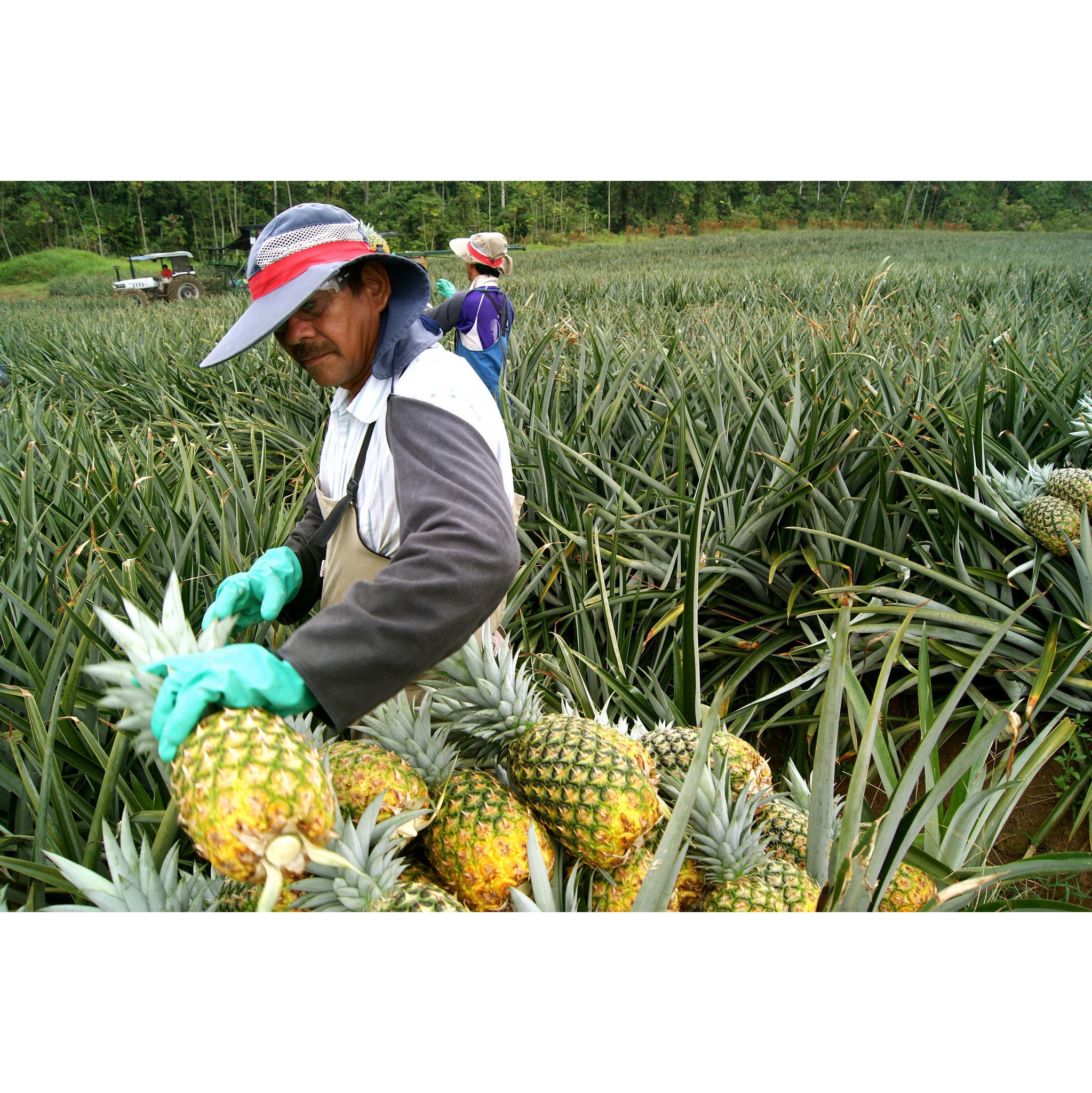 Страны выращивающие ананасы. Ананасовое дерево. Ананасовое дерево. Ананасы на гавайях. Сорт ананаса куин.
